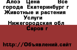 Алоэ › Цена ­ 150 - Все города, Екатеринбург г. Животные и растения » Услуги   . Нижегородская обл.,Саров г.